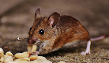 24 Hour & Emergency Exterminators in Frackville, PA